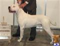 dogo argentino puppy posted by Cordoba Dogos